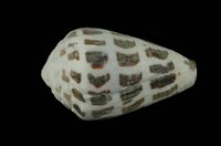 藏品(斑芋螺)的圖片